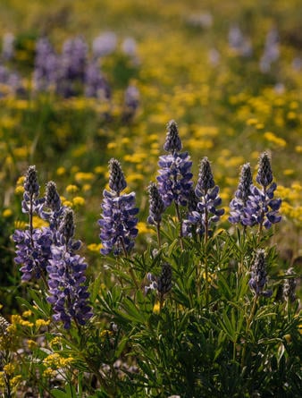 Amangani, Jackson Hole - Experience, Yellowstone National Park